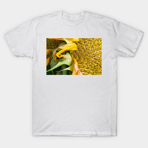 A Flower Of Sunshine Seed Lights T-Shirt by becky-titus